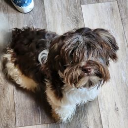 Radar - Havanese