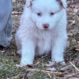 Chewy - Blue merle male Australian Shepherd puppy in Warsaw, Missouri from Siercks Ranch Aussies