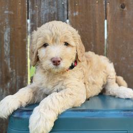 Dolly - Apricot female Goldendoodle puppy in Kingwood, Texas from Kingwood Goldendoodles