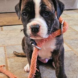 Alapaha Blue Blood Bulldog puppies from F. F. Fox’SFarm of ALAPAHA BLUE BLOOD BULLDOGS