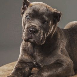 Cane Corso from De Novo Cane Corso