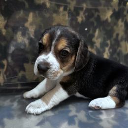 Beagle Puppies from Vaughn Gross