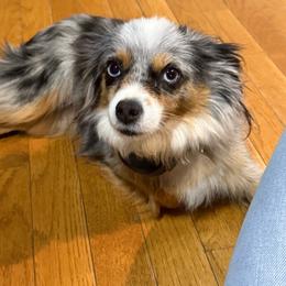 Willa - Australian Shepherd