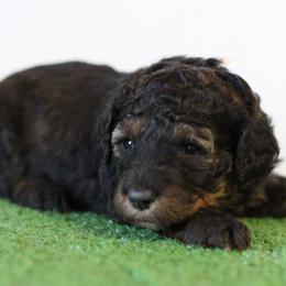 S'more - Phantom female Bernedoodle puppy in Springtown, Texas from North Texas Puppies