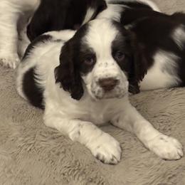 Scottie - Liver and white female English Springer Spaniel puppy in Indianola, Mississippi from Rosebud Breeding