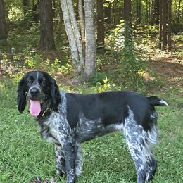 Willow - English Springer Spaniel
