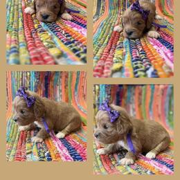 Girl 4 - Apricot female Cavapoo puppy in Harrah, Oklahoma from Sunshines Pomeranians & Cavapoos