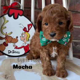 Mocha - Red male Cavapoo puppy in Herriman, Utah from Gypsi Doodles & Poodles LLC.