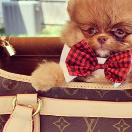 Pomeranians from Dolcebellezza’s Poms