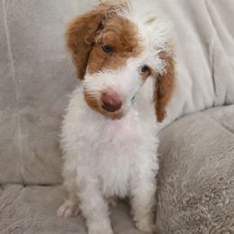 Light blue collar - Parti male Poodle puppy in Colorado Springs, Colorado from Silly's Standard Poodles