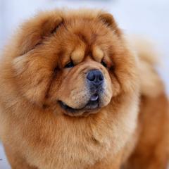 Chow Chow from Indigo Chows