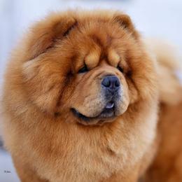 Chow Chow from Indigo Chows