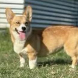 Pembroke Welsh Corgis from Ricochet Corgis