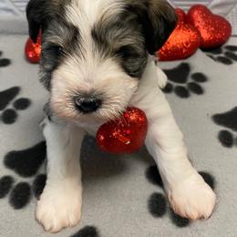 Black Collar - Male - Parti male Miniature Schnauzer puppy in Robstown, Texas from Alves Miniature Schnauzers