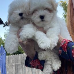 Male 1 - White male Coton de Tulear puppy in Yuba City, California from Sutter Buttes Coton De Tulear