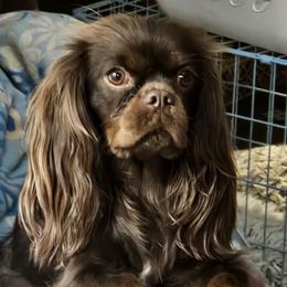 EVERLEIGH - Cavalier King Charles Spaniel