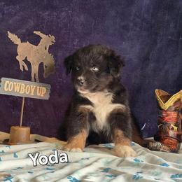 Yoda - Black tri-color male Australian Shepherd puppy in Smithfield, Utah from Invictus Farms