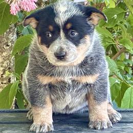 L63-05 - Blue female Australian Cattle Dog puppy in Sheridan, Oregon from 6pk Cattledogs
