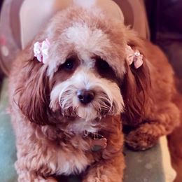 Pearl - Goldendoodle