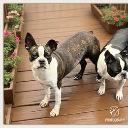 Freedom - Boston Terrier