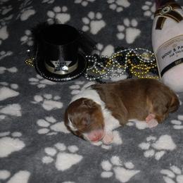 Fudge - Red tri-color male Australian Shepherd puppy in Alma, Georgia from Epiphany Australian Shepherds