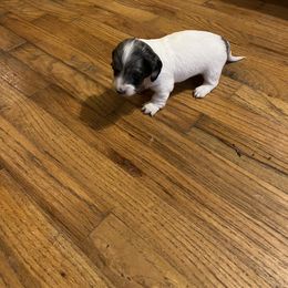 Dachshund Puppies from B&K Dachshunds