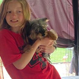 Carlee AKC full rights - Black and tan female Yorkshire Terrier puppy in Elizabethtown, Kentucky from Teeny Tiny Puppy Tails