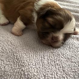 Ella - Chocolate and tan female Shih Tzu puppy in Temple, Pennsylvania from Kathy Diego's Shih Tzus