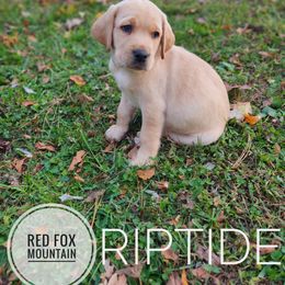 Riptide - Yellow male Labrador Retriever puppy in Robesonia, Pennsylvania from Red Fox Mountain