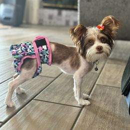 Yorkshire Terrier puppies from Xclusive Petz