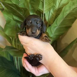 Boy 2 - Black and tan male Dachshund puppy in Chandler, Arizona from KCK9 Dachshunds