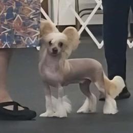 Chinese Crested Puppies from Zion's Chinese Cresteds