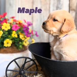 Golden Retriever Puppies from Everlong Equine and Canine