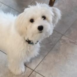 Cotons de Tulear from Madison Pups