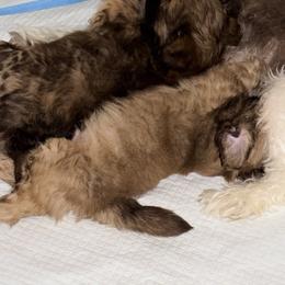 Shih Tzu Puppies from Wood Foo Breeders