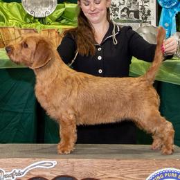 Lilly - Basset Fauve de Bretagne