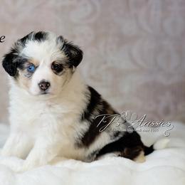 Hazel - Blue merle female Miniature Australian Shepherd puppy in Mechanicsburg, Pennsylvania from TJ's Aussies