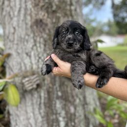 River - Merle Goldendoodle puppy in Bradenton, Florida from Doodle Acres