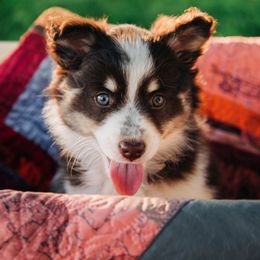 Pomsky Puppies from L&LPomskyPuppies