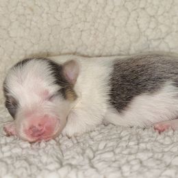 Armani - Gray and white female American Corgi puppy in Whitney, Texas from 5H Corgis