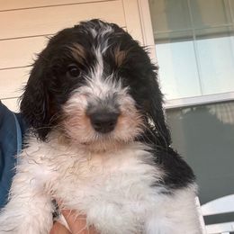 Blue - Tri-color male Bernedoodle puppy in Greeneville, Tennessee from My Two Doodles