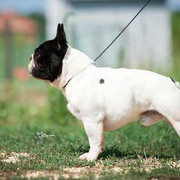 Kasper - French Bulldog
