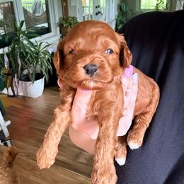 Squirt - Red male Cockapoo puppy in Denver, Pennsylvania from Greenview Puppies