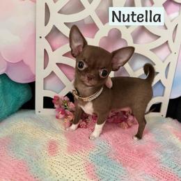 Nutella - Chocolate female Chihuahua puppy in Mesa, Arizona from Arizona Dream Chihuahuas