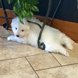 Samoyed Puppies from Falling cedar farm samoyeds
