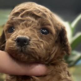 French Bulldogs and Poodles from FreshestFrenchies