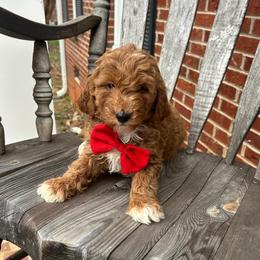 Gino - Red  male Goldendoodle puppy in Mint Hill, North Carolina from DoodleForever