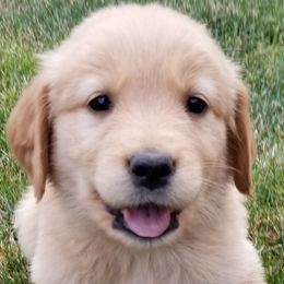 Golden Retriever Puppies from Bent Golden Retrievers