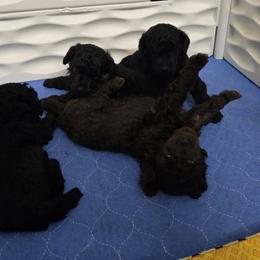Boy 1 - Black male Poodle puppy in Palm Harbor, Florida from Amari Miniature Poodles