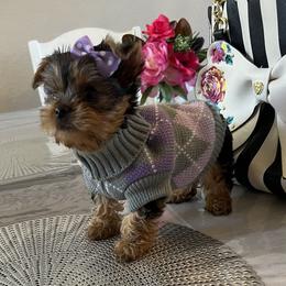 Yorkshire Terrier Puppies from Heaven_sent_toy_yorkies